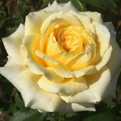 Rosas de té híbridas de reliquia, planta de raíz propia viva para jardín al aire libre, Rosanna Jacobs, ligeramente fragantes, zonas de rusticidad: