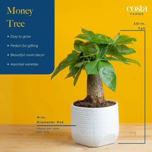 Miniatura 4 de Costa Farms Árbol del Dinero Planta Viva en Maceta Decorativa, Purificadora de Aire para Interiores, Perfecta para Decoración de Hogar, Habitación u