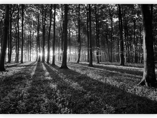 Miniatura 23 de artgeist Mural de pared premium Bosque púrpura, 79 x 55 pulgadas, papel tapiz no tejido, decoración de pared de vellón, impresión fotográfica