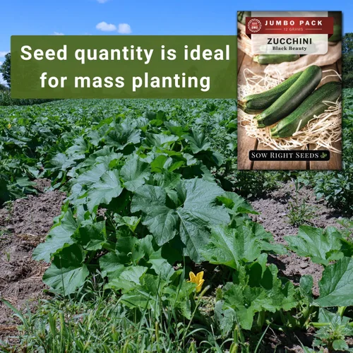 Miniatura 4 de Sow Right Seeds - Semillas de calabacín Black Beauty para plantar - 0.44 onzas, 100 semillas - Paquete jumbo a granel de reliquia sin OMG