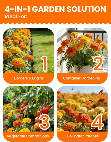 Miniatura 5 de Semillas de caléndula francesa – Heirloom Petite Tri-Color Mix – Flores vibrantes amarillas/naranjas – Más de 15000 semillas para plantar al aire