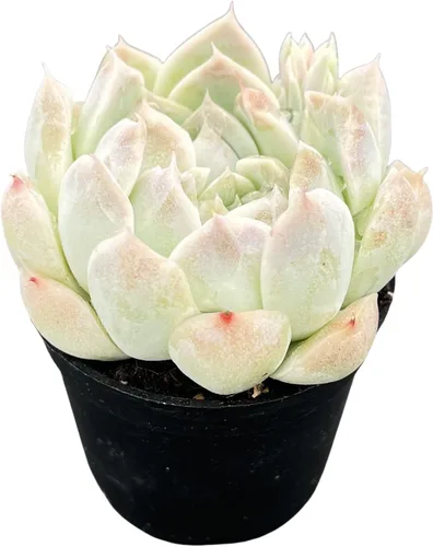 Miniatura 7 de Sprout N Green Echeveria White Ice, maceta viva rara suculenta en maceta de 2 pulgadas, planta de casa real para recuerdos de fiesta, hogar