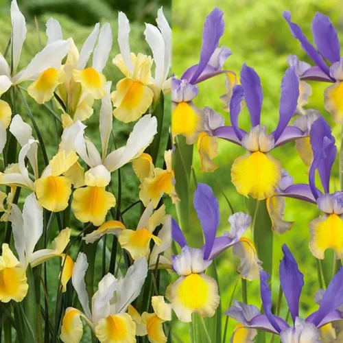 Votaniki Montecito & Miss Saigon Iris Mix Bulbos – Iris holandés perenne, flores fragantes | Floración de primavera 15 bombillas Montecito y 15