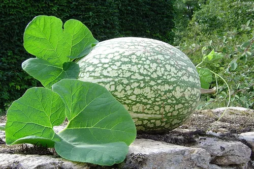 Miniatura 10 de Semillas de melón para plantar (10 semillas) - Cultiva tu propio alimento (Melón amargo negro)