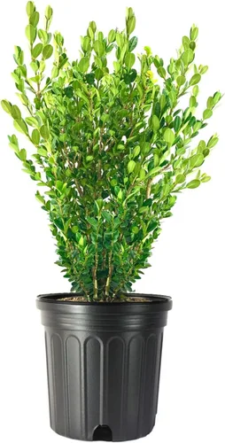 Miniatura 10 de Wintergreen Boj 1 planta viva de 4 pulgadas Buxus Microphylla Arbusto de hoja perenne, follaje denso, jardín formal, bajo mantenimiento, seto