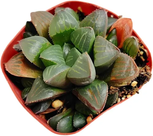 Miniatura 6 de Plantas Haworthia vivas (maceta de 2" retusa f. geraldii)