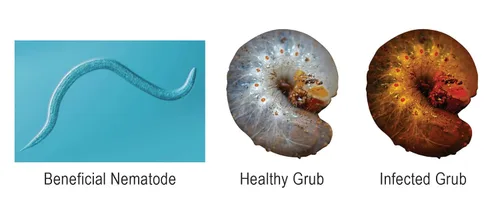 Miniatura 5 de Natures Good Guys - Nematodos beneficiosos Steinernema Feltiae - SF (5 millones)