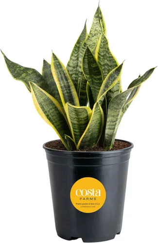 Miniatura 10 de Costa Farms - Planta de serpiente, Sansevieria, planta viva en maceta decorativa, fácil de mantener, suculenta purificadora de aire para interiores