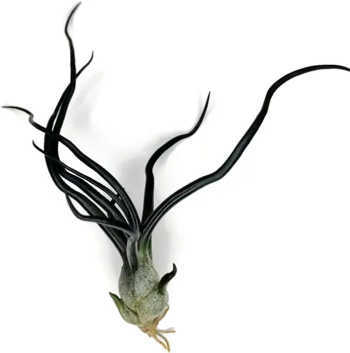 Miniatura 8 de Planta de aire Bulbosa, planta de aire vivo de Guatemala Tillandsia, llegada saludable garantizada, gran planta de interior, decoración del hogar