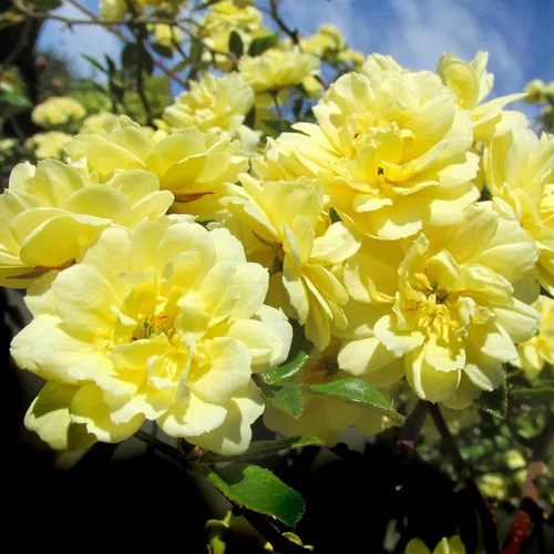 Miniatura 8 de Rosas trepadoras de reliquia, planta de raíz propia viva para jardín al aire libre, insignia de oro CL, moderadamente fragante, zonas de resistencia