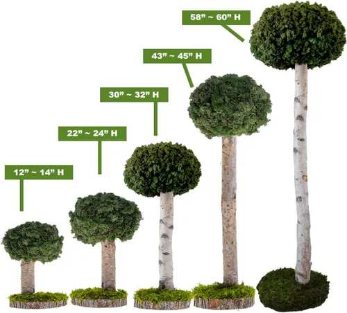 Miniatura 4 de Plantas reales sin riego, diseño artístico de musgo preservado y decoración, arreglo de plantas verdes naturales para interiores para el hogar