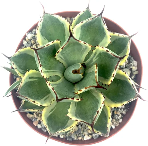 Miniatura 11 de Cactus de lirio de Pascua de 8 pulgadas, Echinopsis Subdenudata, totalmente enraizado, resistente y tolerante a la sequía, fácil de cultivar