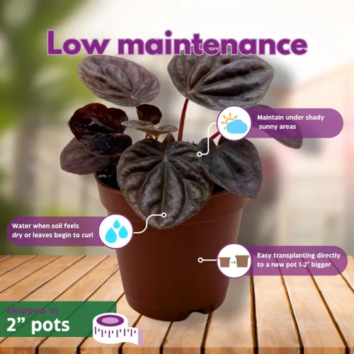 Miniatura 5 de BubbleBlooms Surtido de Peperomia, 6 peperomias diferentes en macetas de 2 pulgadas Grower's Choice