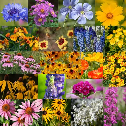Miniatura 8 de Todas las semillas de flores silvestres anuales mezcladas para plantar - 1 lb ~16,000+ semillas - 21 variedades incluyendo amapola de California