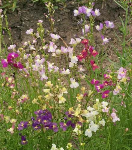 Miniatura 3 de Semillas de flor de dragón espuradas auroras boreales (4000 a 400,000 semillas) (5000)