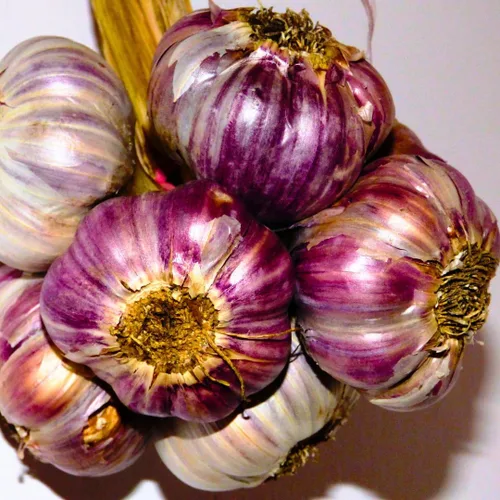Miniatura 4 de Ajo de cuello duro de 1 libra para plantar en otoño, 8-10 bulbos de ajo Music para plantar, paquete variado de bulbos frescos y de alto rendimiento