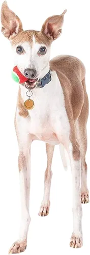 Miniatura 3 de Midlee Pelotas de tenis para perros de Feliz Navidad (pequeño)