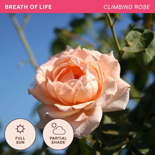 Miniatura 4 de Heirloom Roses Planta de rosas - Aliento de vida Albaricoque Rosal, rosas trepadoras, planta viva para plantar al aire libre