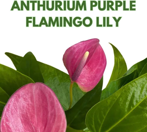 Miniatura 2 de BubbleBlooms Anthurium Purple, 4 pulgadas