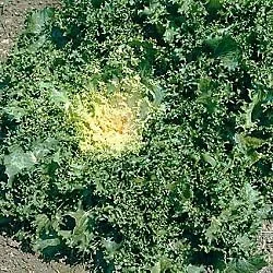 Miniatura 2 de Endive Broadleaf Batavian Great Heirloom Vegetable by Seed Kingdom Bulk Semillas de 1 libra