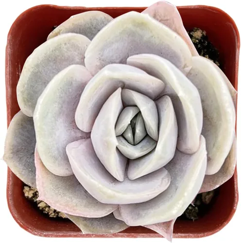 Miniatura 6 de Sprout N Green Sedum Dorado, Sedum adolphi, Mini suculenta viva totalmente enraizada en maceta de inicio de 2 pulgadas con mezcla de tierra, planta