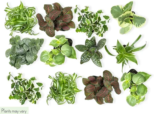 Miniatura 3 de Plants for Pets Plantas de interior fáciles de cultivar (paquete de 12) y plantas suculentas vivas Altman (paquete de 20) - Plantas