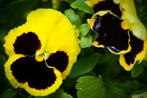 Miniatura 3 de Semillas Cool Wave Fire Pansy Viola Flowers Anual