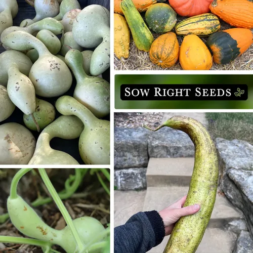 Miniatura 4 de Sow Right Seeds - Colección de semillas de calabaza para plantar - Paquetes de calabazas decorativas, Luffa, Dipper y botella - Cultiva tus propias