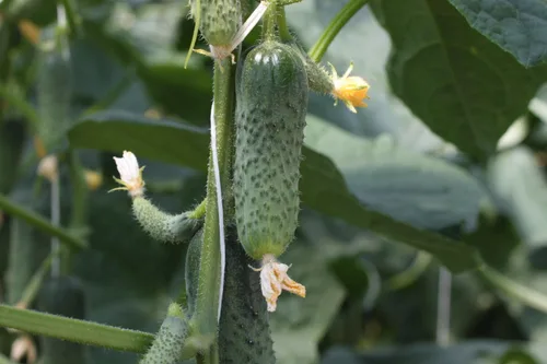 Miniatura 6 de Semillas raras de pepino Titus F1 Pickling Mid-Early Heirloom Vegetal para plantar 40 semillas sin OMG