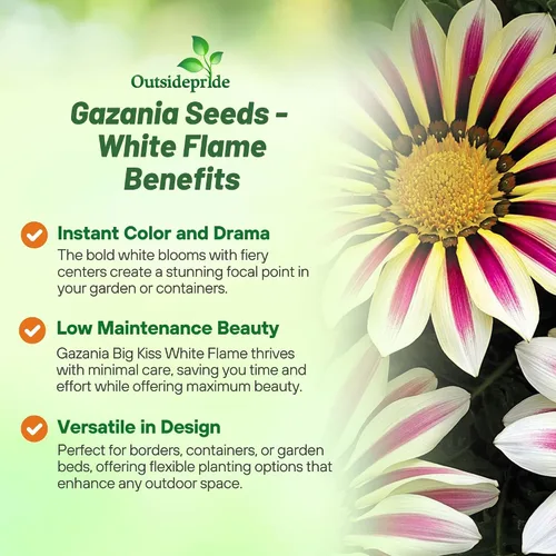 Miniatura 3 de Outsidepride White Flame Gazania Semillas para plantar – 50 piezas de semillas perennes, de bajo mantenimiento, tolerantes a la sequía para flores