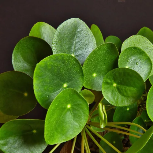 Miniatura 4 de Planta de dinero viva, Pilea Peperomioides Plant Live, de 5 a 7 pulgadas de alto, plantas de dinero en interiores, planta de interior de fácil