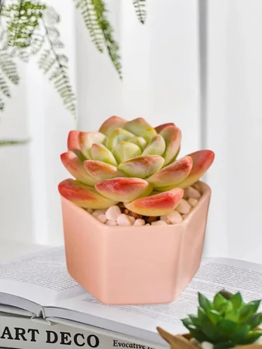 Miniatura 6 de Echeveria - Plantas suculentas vivas raras de color verde hielo, planta viva rosa de 1 cabeza de 3.5 pulgadas, paquete sin maceta y tierra