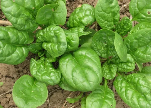 Miniatura 6 de Semillas de espinacas gigantes durante todo el año Verduras tradicionales verdes para plantar semillas sin OMG 300