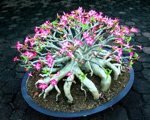 Semillas de rosa del desierto de color mixto | Adenium Obesum fácil de cultivar - Planta bonsái exótica (10 semillas)