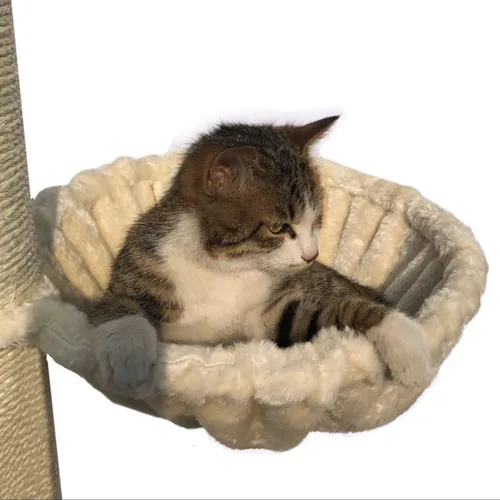 Miniatura 2 de SHENGOCASE Hamaca tipo tumbona para nido beige de 13 pulgadas para reemplazo de torre de árbol de gato, paquete de 5 juguetes de bolas colgantes