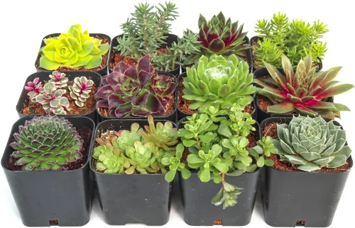 Mountain Crest Gardens Hardy - Paquete variado de suculentas, 12 plantas vivas tolerantes a las heladas, enraizadas en macetas de 2 pulgadas,