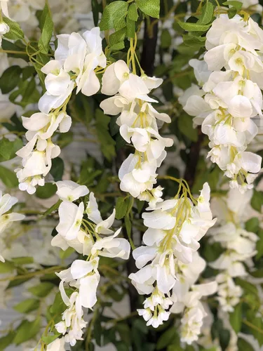 Miniatura 2 de AMERIQUE Árbol artificial de glicina floreciente, hermoso y denso, de 6 pies, blanco crema, preinstalado con maceta de vivero, tecnología Real