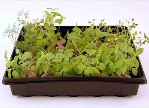 Miniatura 5 de Bandejas de cultivo de jardín de 10 x 10 pulgadas con agujeros de drenaje, paquete de 50 bandejas de plástico reciclables para plantas para bandeja