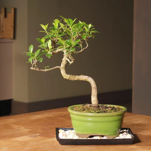 Miniatura 4 de Brussel's Live Golden Gate Ficus - Árbol bonsái para interiores, 5 años de edad; 6 a 10 pulgadas de alto con recipiente decorativo, bandeja