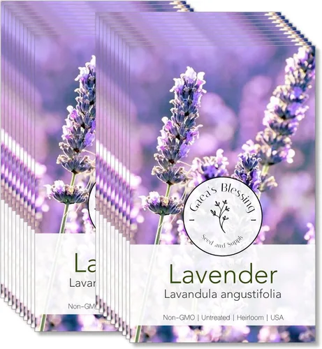 Miniatura 5 de Gaea's Blessing Semillas – Semillas de lavanda inglesa – Semillas tradicionales sin OMG con instrucciones fáciles de seguir – Vera True Lavender