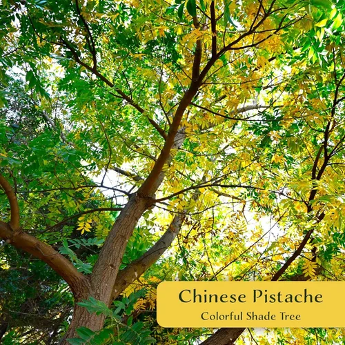 Miniatura 2 de 1 árbol de pistache chino Árbol joven vivo en cubo de vivero de 2.5 pulgadas Variedad Pistacia Chinensis Toldos de sombra caducifolios