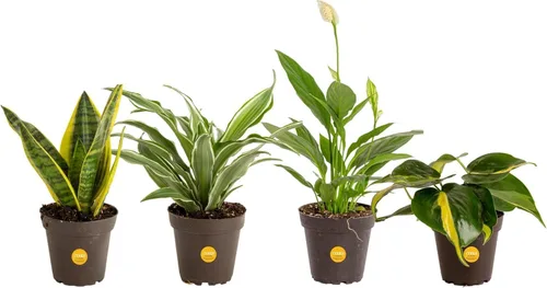 Miniatura 15 de Costa Farms Plantas vivas de interior (paquete de 2), seleccionadas a mano, fáciles de mantener, plantas de interior surtidas en macetas, mezcla