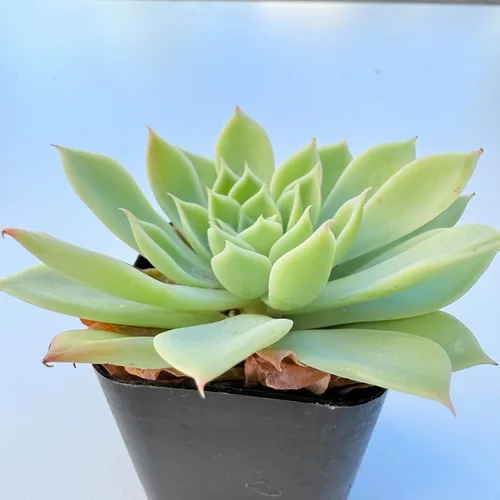 Miniatura 6 de Plantas suculentas vivas, variedades surtidas en dos tamaños de maceta, plantas de fácil cuidado para interiores y exteriores, GNEM