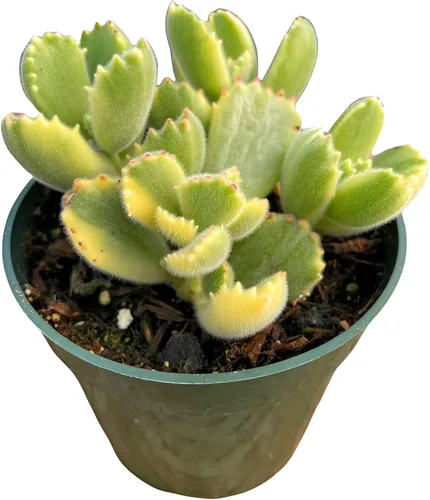Miniatura 4 de Plantas suculentas vivas Cotyledon tomentosa pata de oso (maceta de 2 pulgadas no abigarrada)