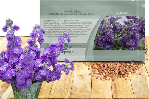 Outsidepride Ten Week Blue Mattiola Stock Seeds – 1000 semillas anuales de flores para plantar con flores fragantes que atraen a los polinizadores,