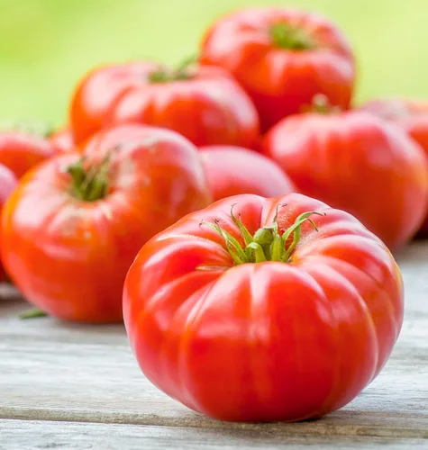 Miniatura 17 de Burpee 'Big Rainbow' Heirloom, Tomate Grande Beefsteak para Rebanar, 100 Semillas Sin OGM