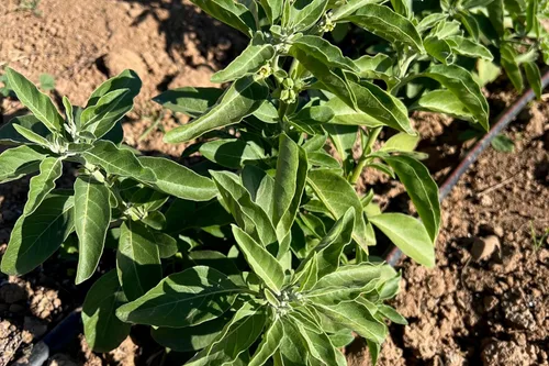 Miniatura 3 de Plant Good Seed Semillas orgánicas de Ashwagandha para plantar: hierba ayurveda, raíces blancas - Paquete de 80 semillas