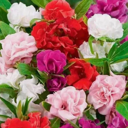 Miniatura 2 de 100 semillas de flores de Camelia Impatiens, semillas de flores sin OMG