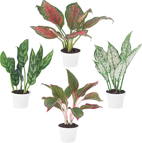 Aglaonema - Colección de plantas vivas (paquete de 4) - Plantas de hoja perenne chinas en macetas de 2 pulgadas | Plantas de interior de fácil