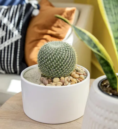 Miniatura 6 de Altman Plants, Surtido de Plantas de Cactus Plantas Vivas (3PK), Planta de Cactus Plantas Suculentas Vivas Decoración de Cactus Vivos, Plantas